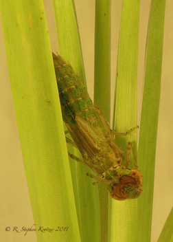 Anax junius, nymph